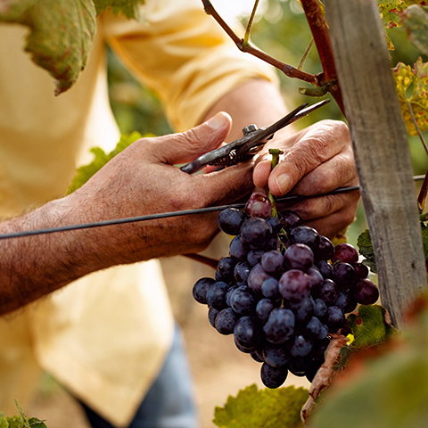 Pompeii and Wine Tasting Tour