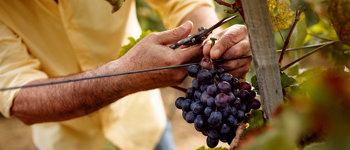 Pompeii and Wine Tasting Tour