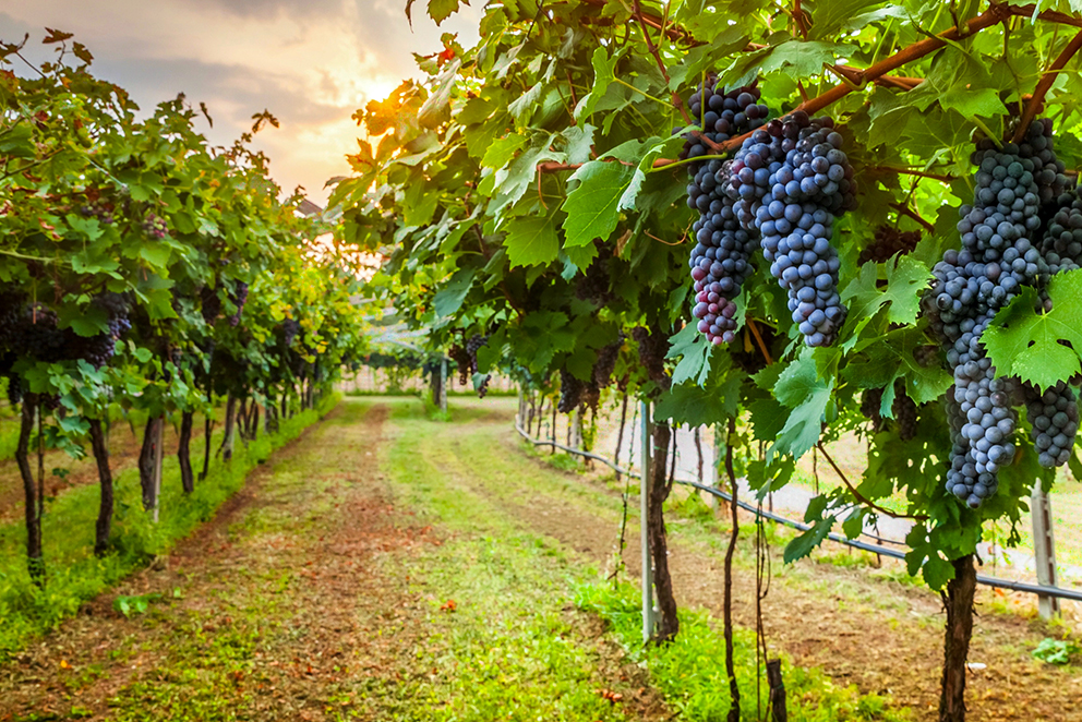 Transfer + Vesuvius and Wine Tasting